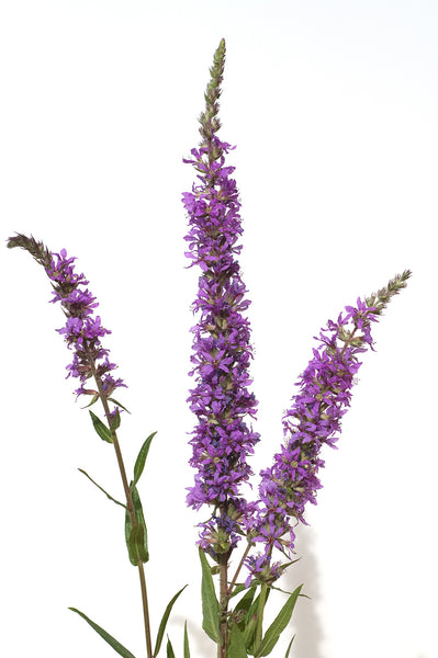 Purple Loosestrife Flower Head