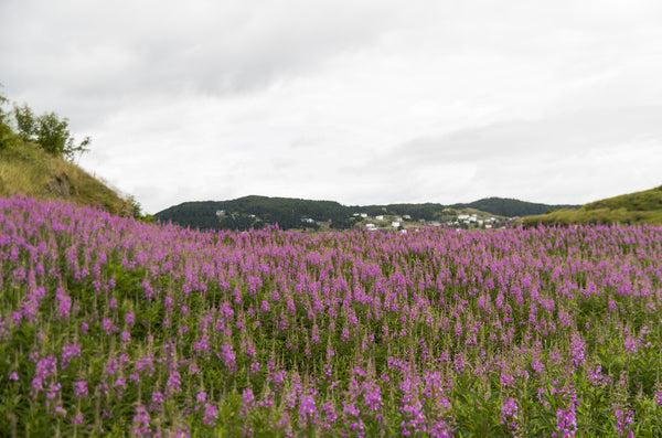 Oakem : Purple Loosestrife: Peppermint Herbal Infusion 75g